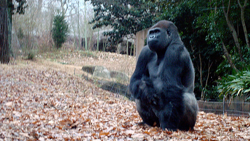 A Gorilla is resting at Zoo Atlanta